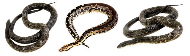 drain snaking