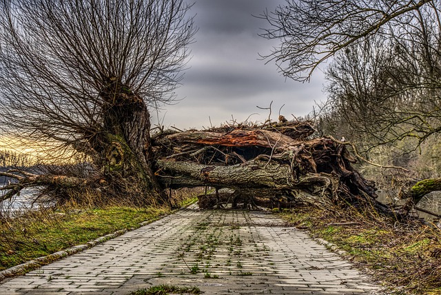 landscape paving