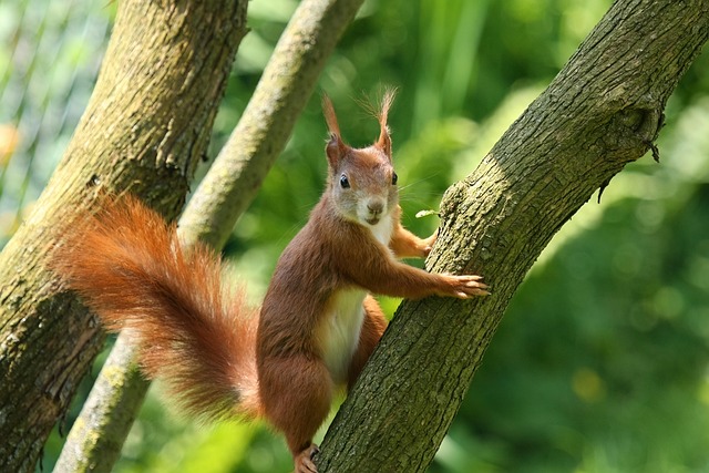 squirrel hill plumbing