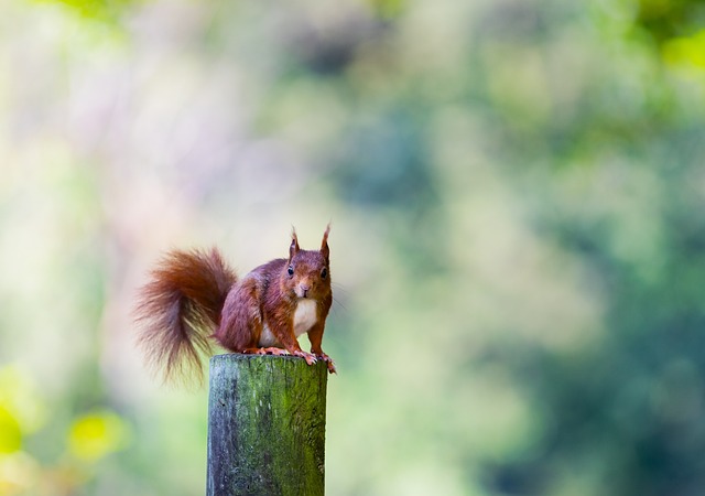 squirrel hill plumbing