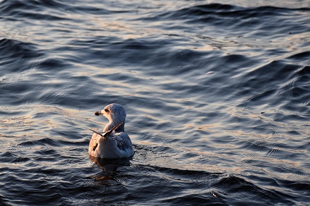 water descaler