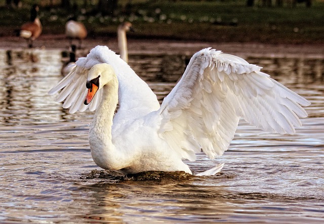 water descaler
