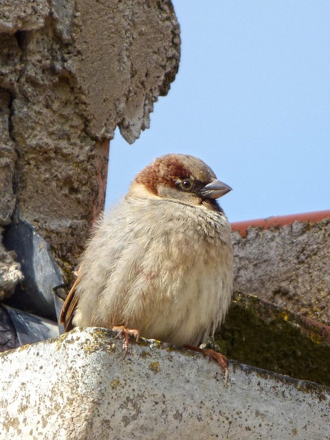 drain cleaning cost