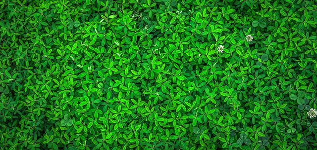 eco friendly drain cleaning