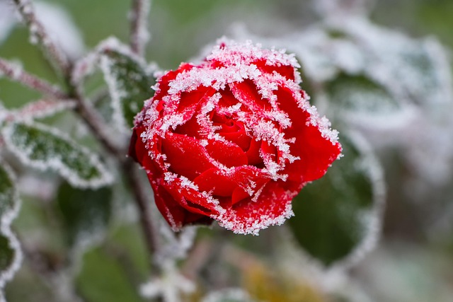 frozen pipe thawing