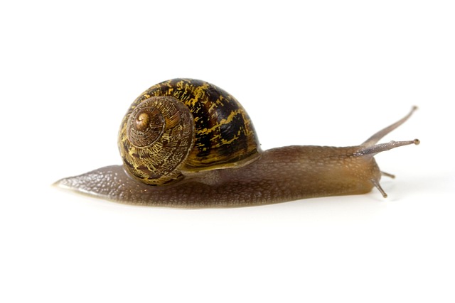 slow drain