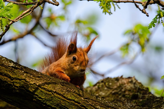 squirrel hill plumbing