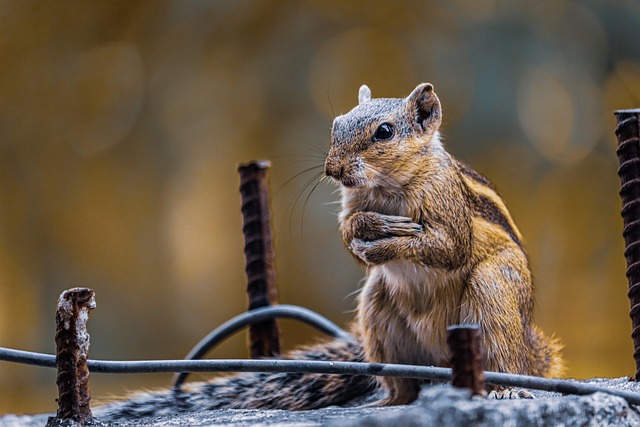 squirrel hill plumbing