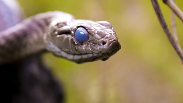 drain snaking