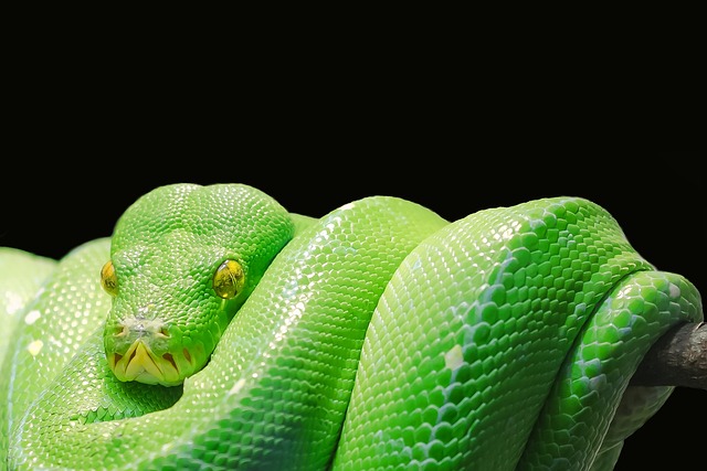 green plumbing