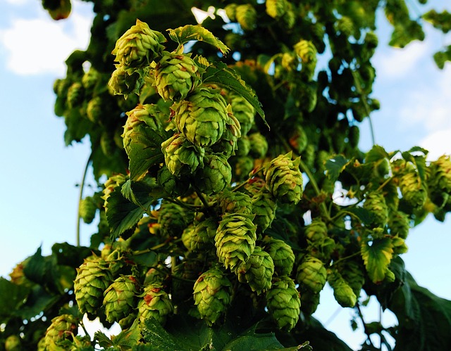locally owned plumbing