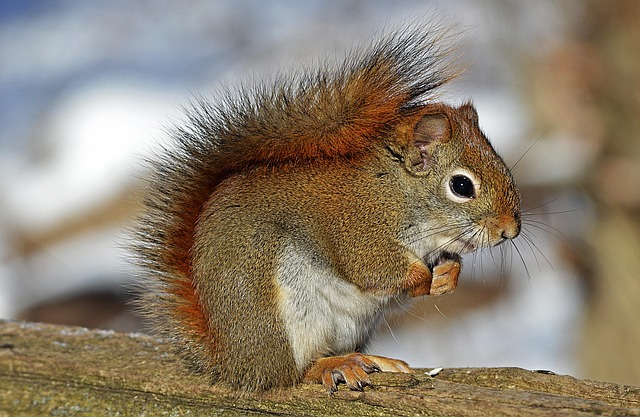 squirrel hill plumbing