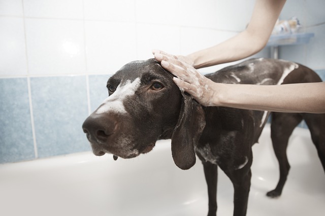 bath seo services
