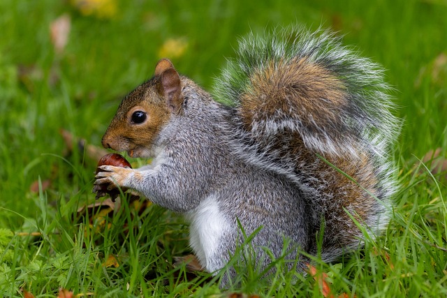 squirrel hill plumbing