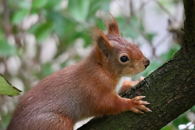 squirrel hill plumbing