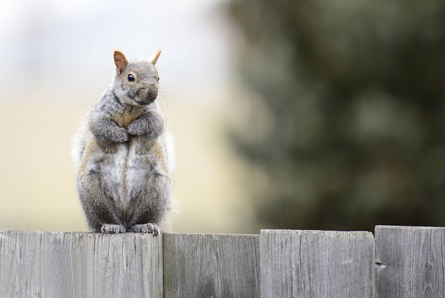 squirrel hill plumbing