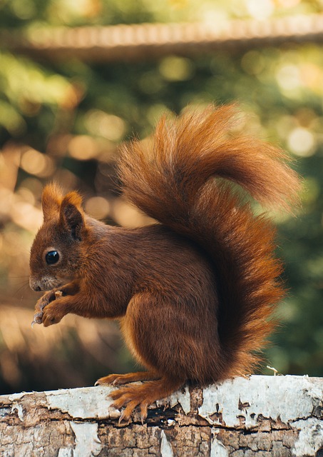 squirrel hill plumbing