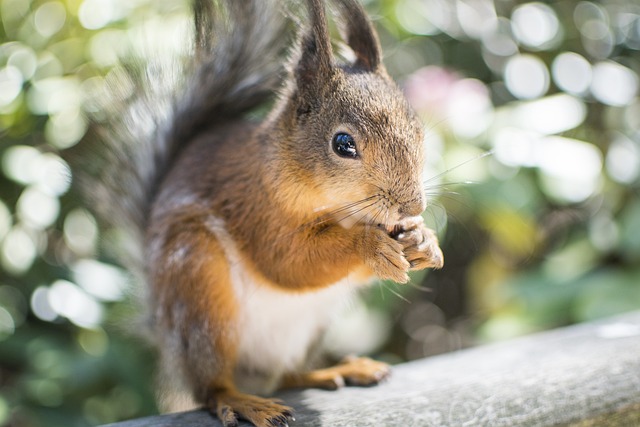 squirrel hill plumbing