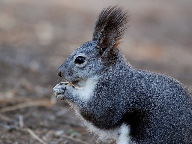 squirrel hill plumbing