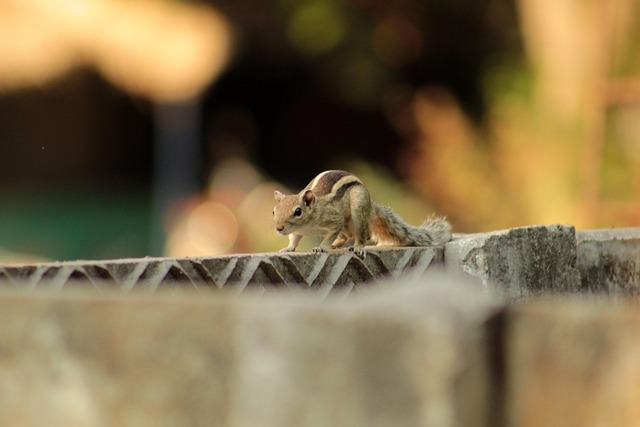 squirrel hill plumbing