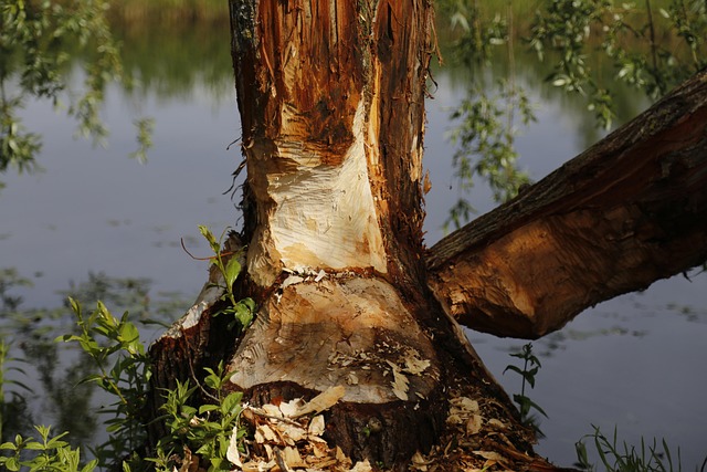 water damage prevention