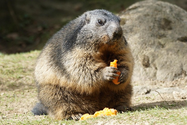 continuous feed disposal