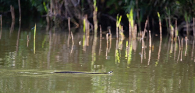 drain snaking