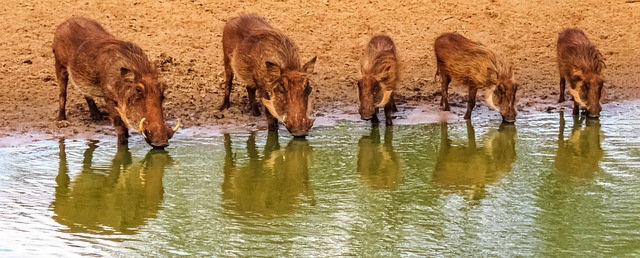 drinking water system