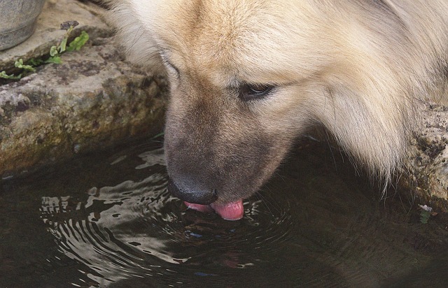 drinking water system
