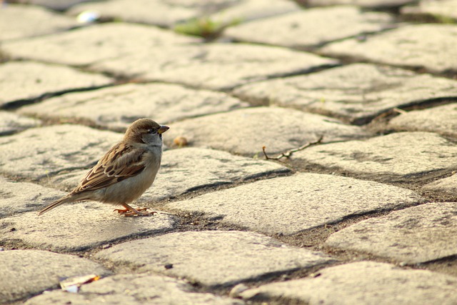 landscape paving