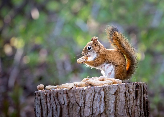 squirrel hill plumbing