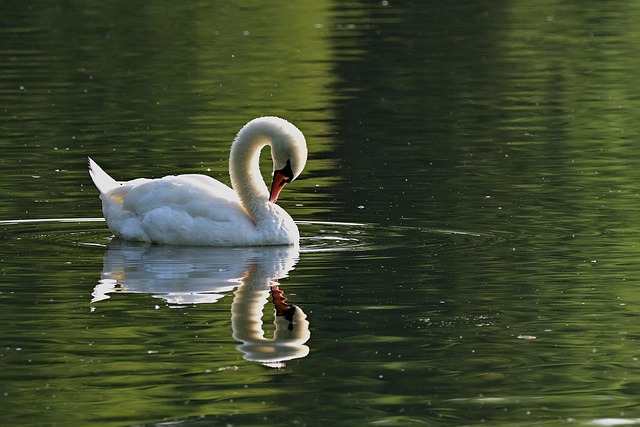 water descaler