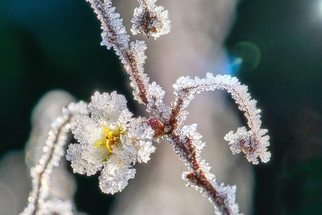 ice maker line