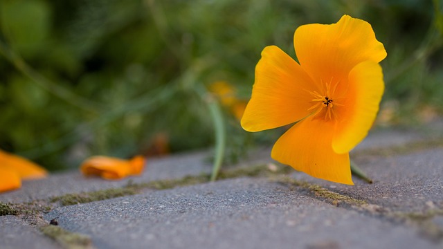 natural stone paving