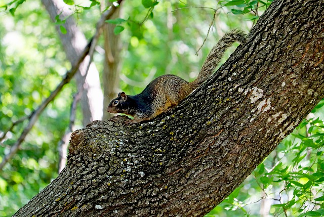squirrel hill plumbing