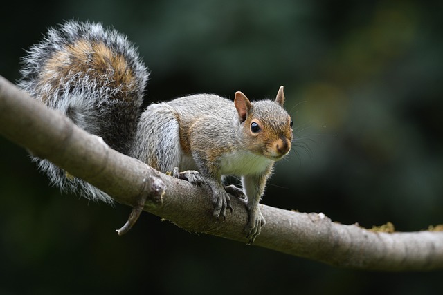 squirrel hill plumbing