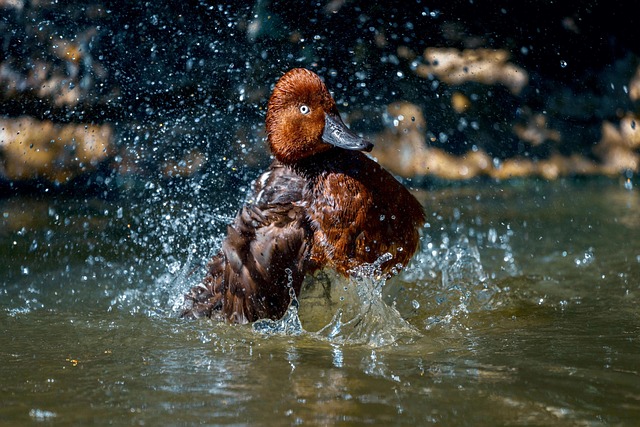 water descaler