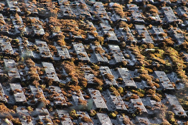 Reliable Houston Roof Repair: Expertise Meets Local Trust