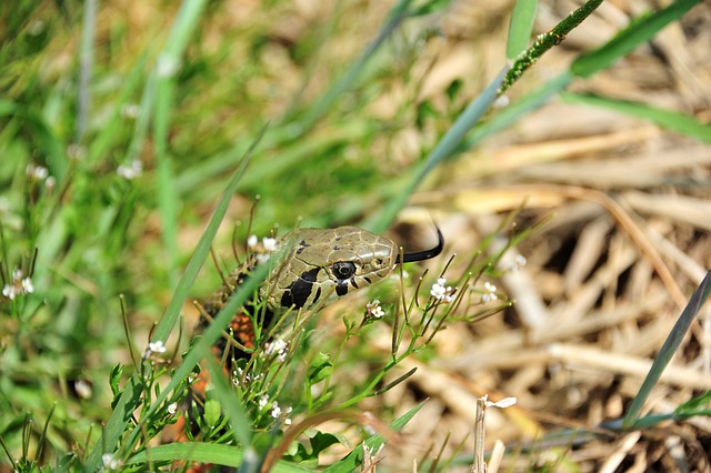 drain snaking