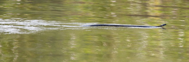 drain snaking