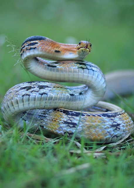 drain snaking