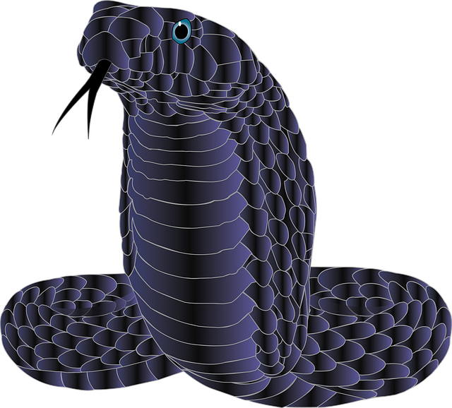 drain snaking