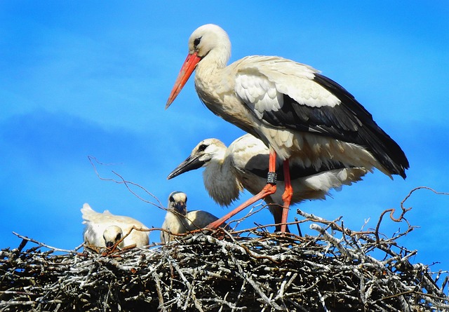 parental rights attorney