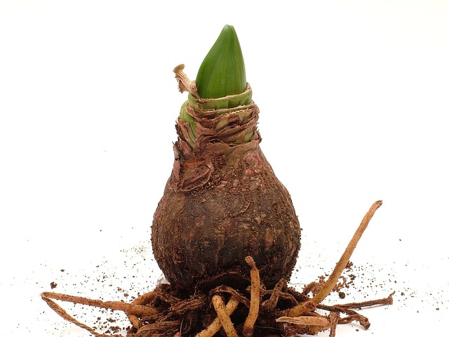 sewer-root-removal-640x480-73140889.jpeg