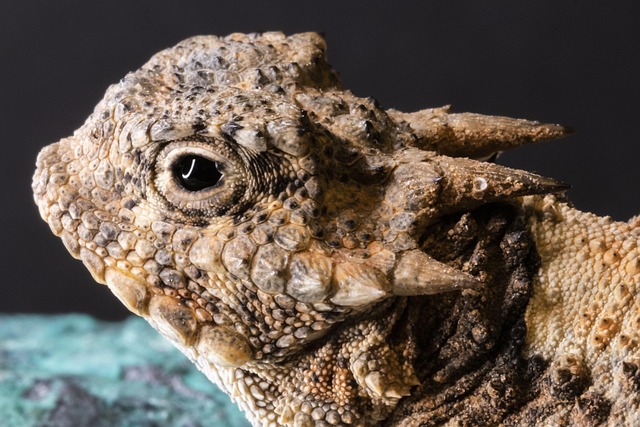 sewer scale removal