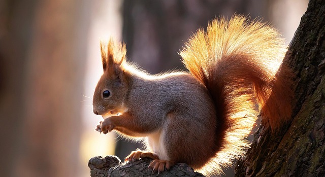 squirrel hill plumbing