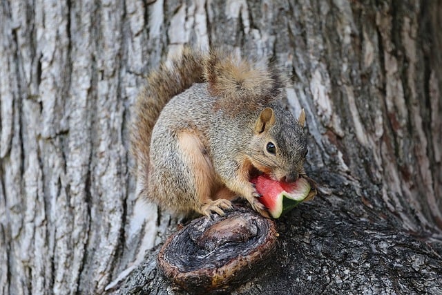 squirrel hill plumbing