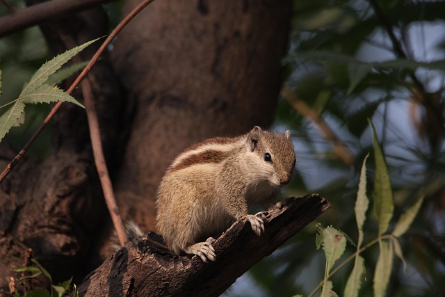 squirrel hill plumbing