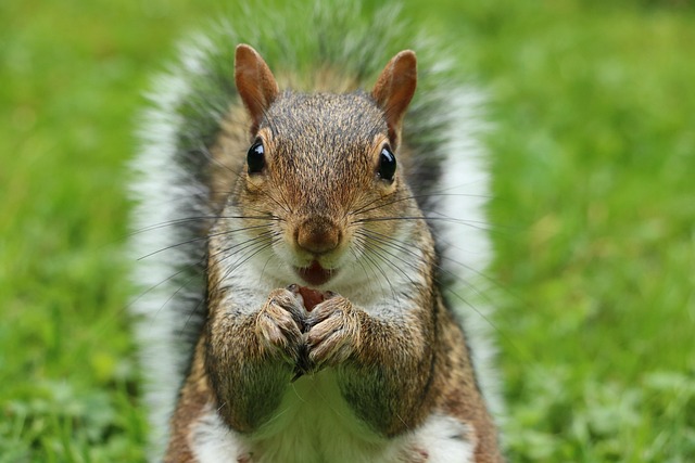 squirrel hill plumbing