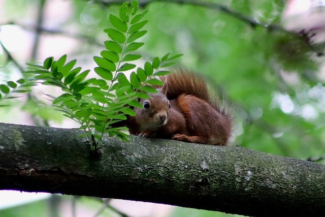 squirrel hill plumbing